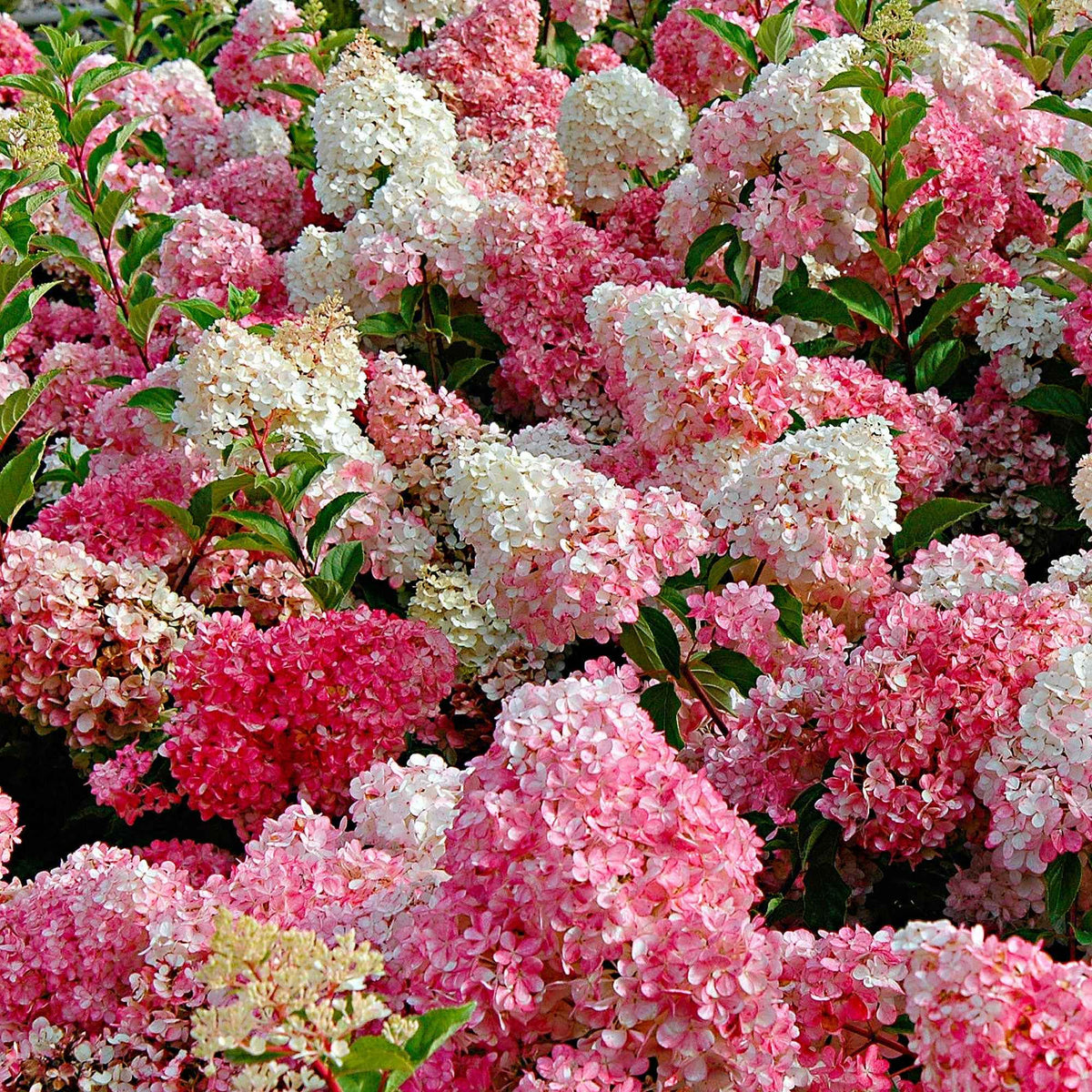 Pluimhortensia 'Vanille Fraise' - Hydrangea paniculata Vanille Fraise ® Renhy - Bakker