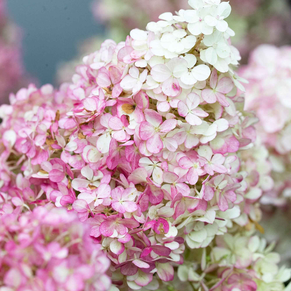 Pluimhortensia - Pluimhortensia 'Vanille Fraise' - Hydrangea paniculata Vanille Fraise ® Renhy