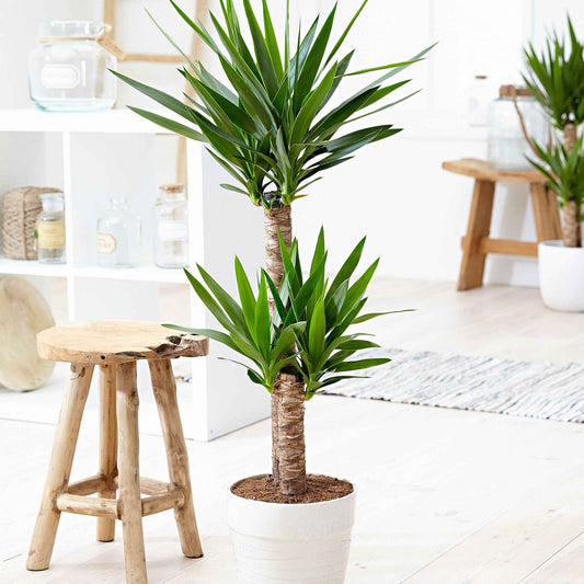 Palmlelie - Bakker