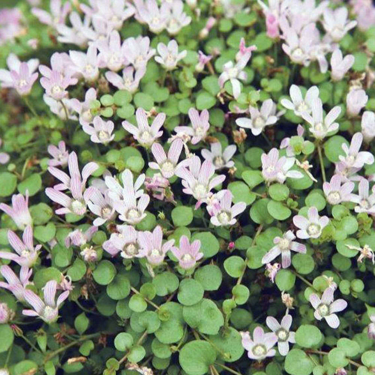 Teer guichelheil Anagallis tenella roze - Anagallis tenella - Bakker