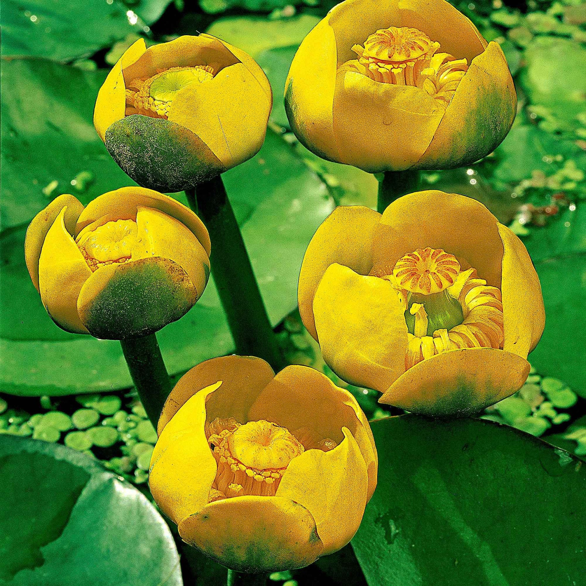Gele plomp - Nuphar lutea - Populairst