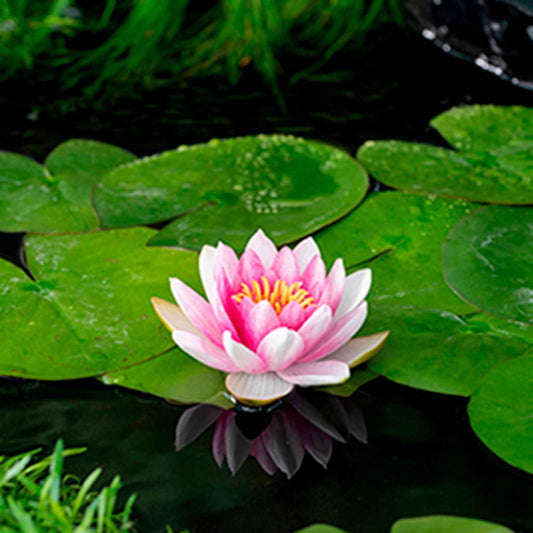 Waterlelie attractie - Nymphaea 'Attraction' - Vijvers