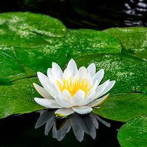 Waterlelie 'Marliacea Albida' - Bakker