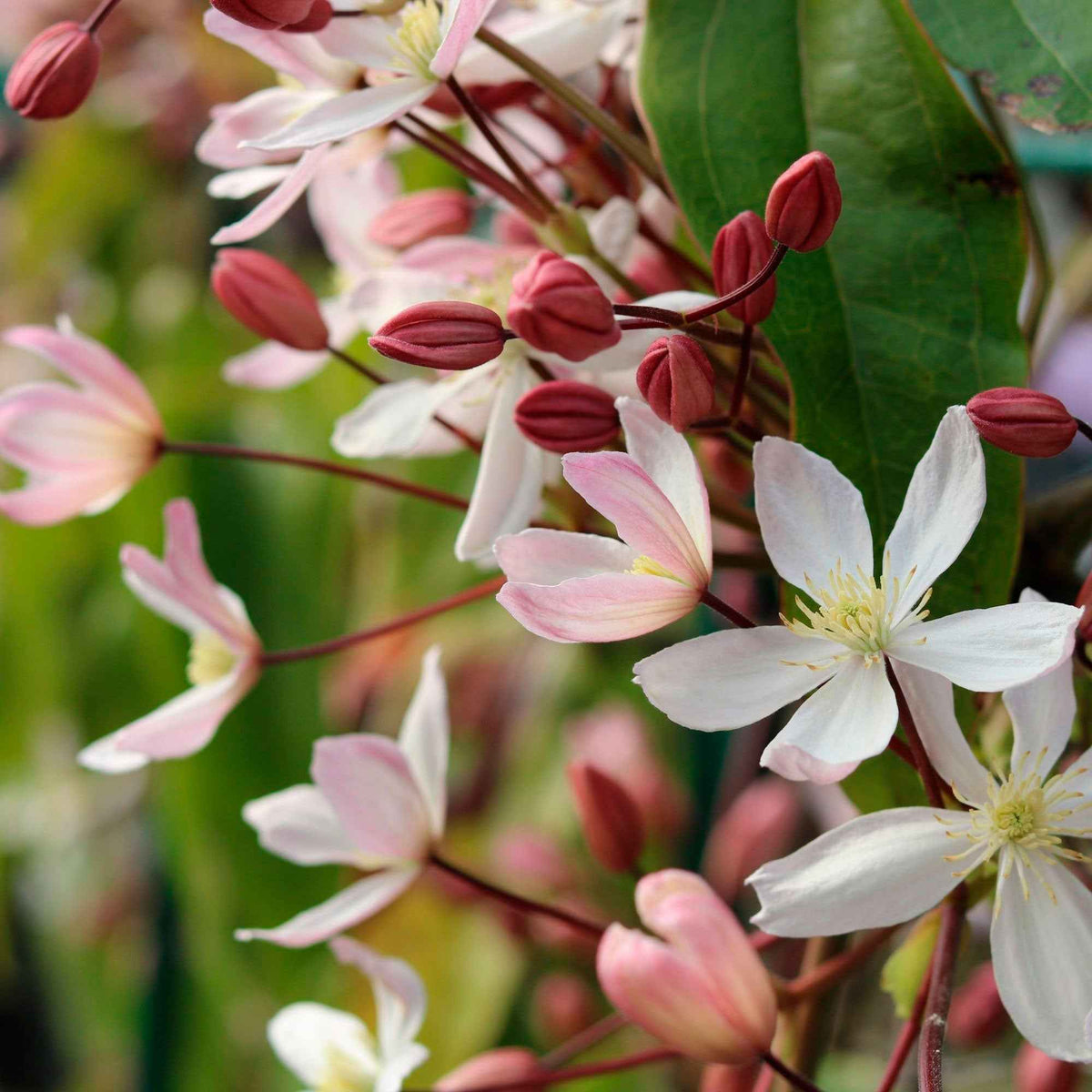 Bosrank ‘Apple Blossom' - Bakker