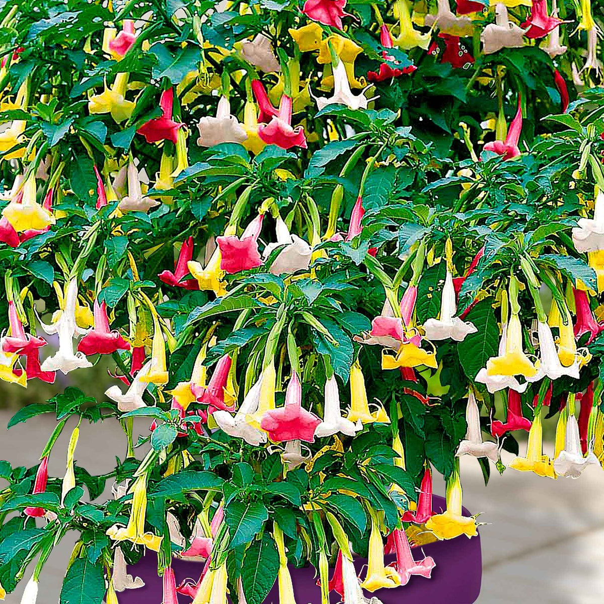 Engelentrompet 'Tricolor' - Brugmansia - Bakker