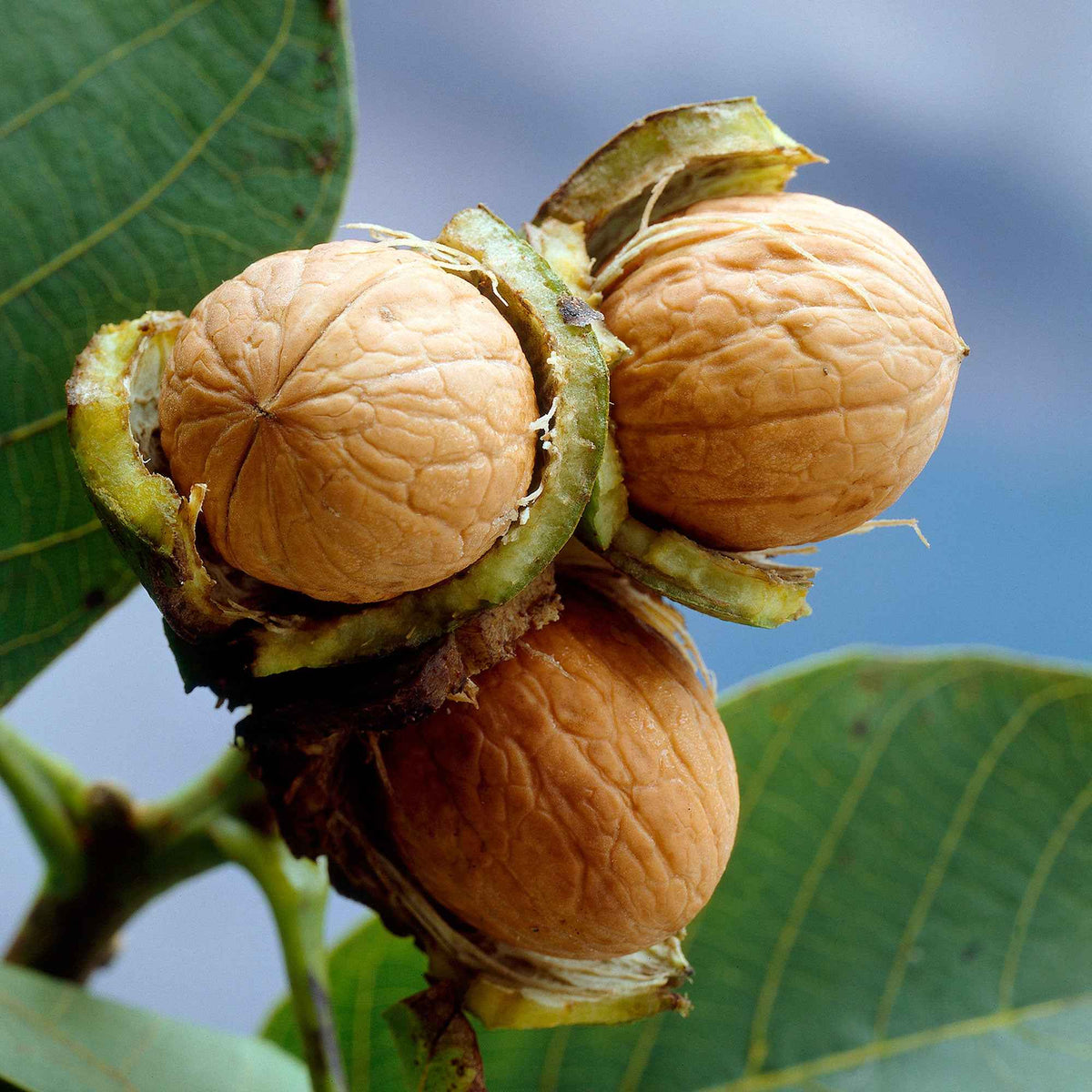 Walnotenboom - Juglans regia - Bakker