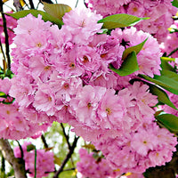 Japanse sierkers 'Amanogawa' - Prunus serrulata amanogawa - Heesters en vaste planten