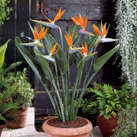 Verkoop Paradijsvogelplant