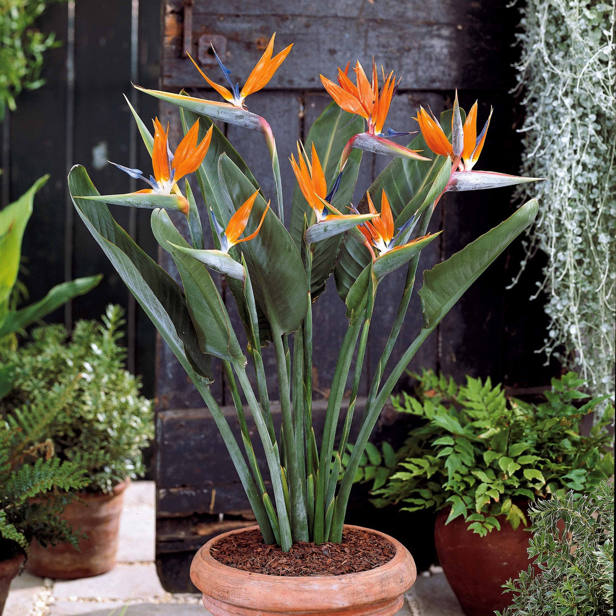Strelitzia - Paradijsvogelplant - Strelitzia reginae humilis