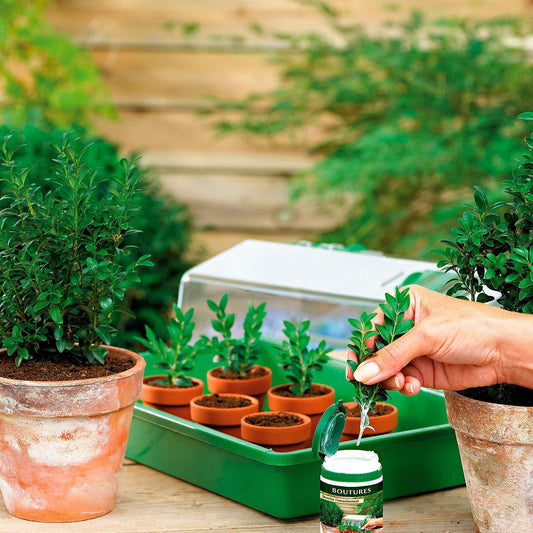 Stekpoeder 25 g - Pokon - - Bakker