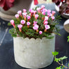 Klaverzuring 'Autumn Pink' (x5) - Oxalis autumn pink - Bloembollen