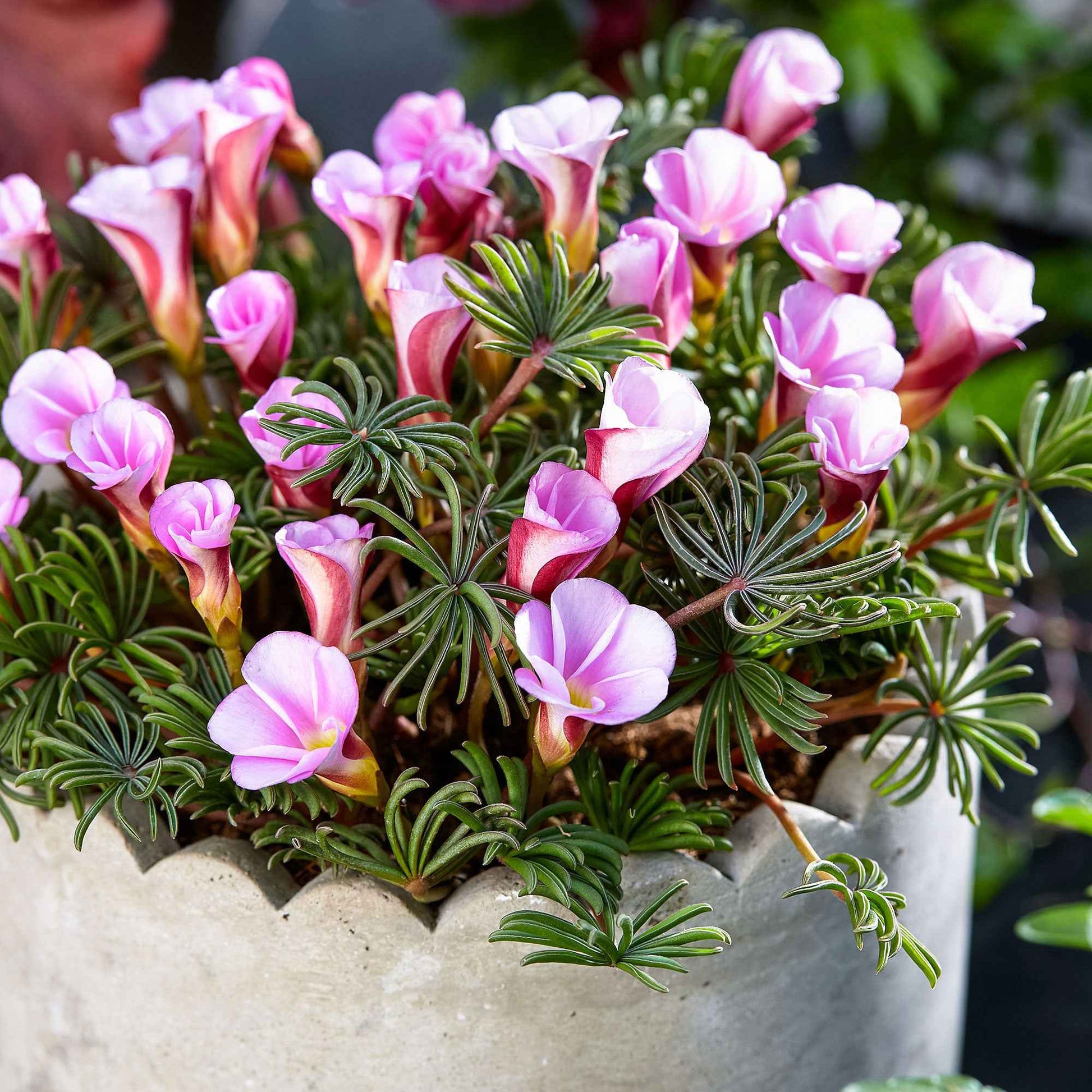 Klaverzuring 'Autumn Pink' (x5) - Oxalis autumn pink