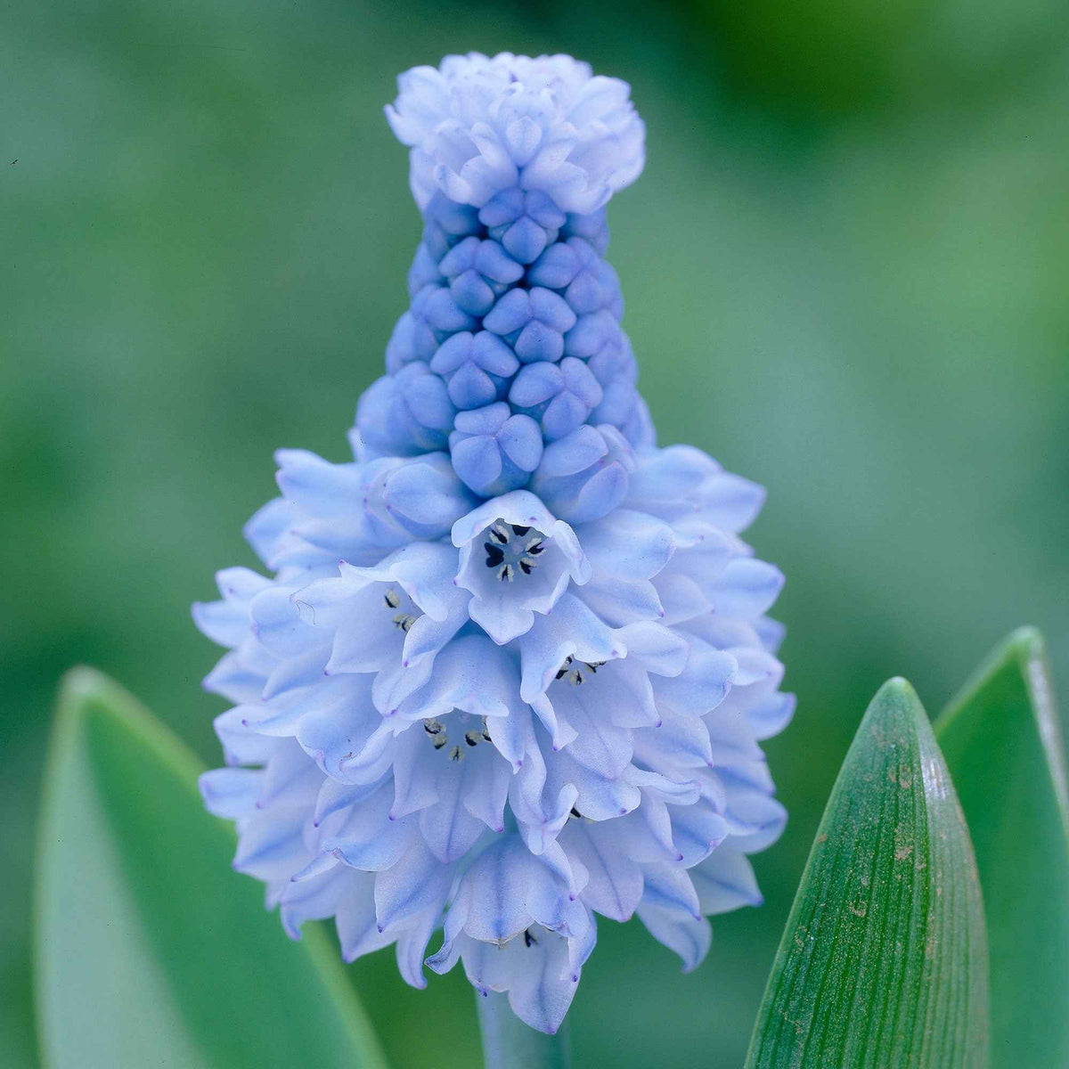 Blauwe druifjes (x15) - Bakker
