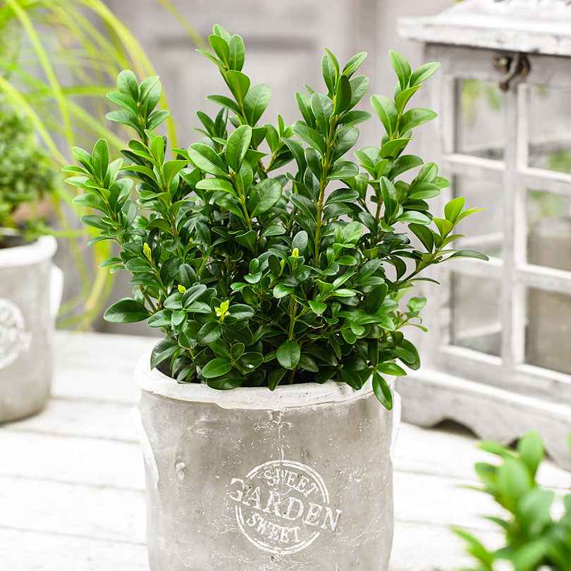 Buxus sempervirens - Buxushaag - Buxus