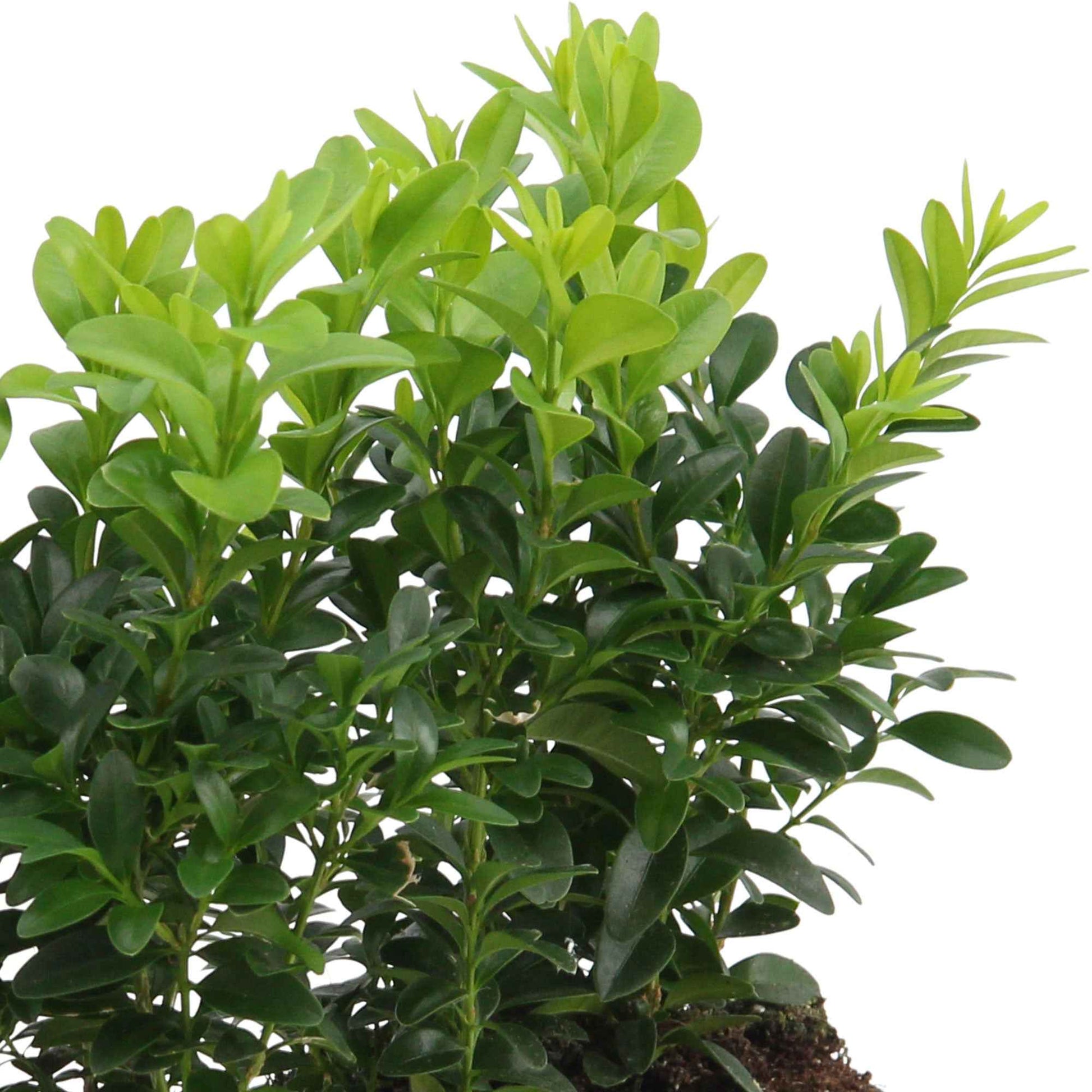 Buxushaag - Buxus sempervirens - Heesters en vaste planten