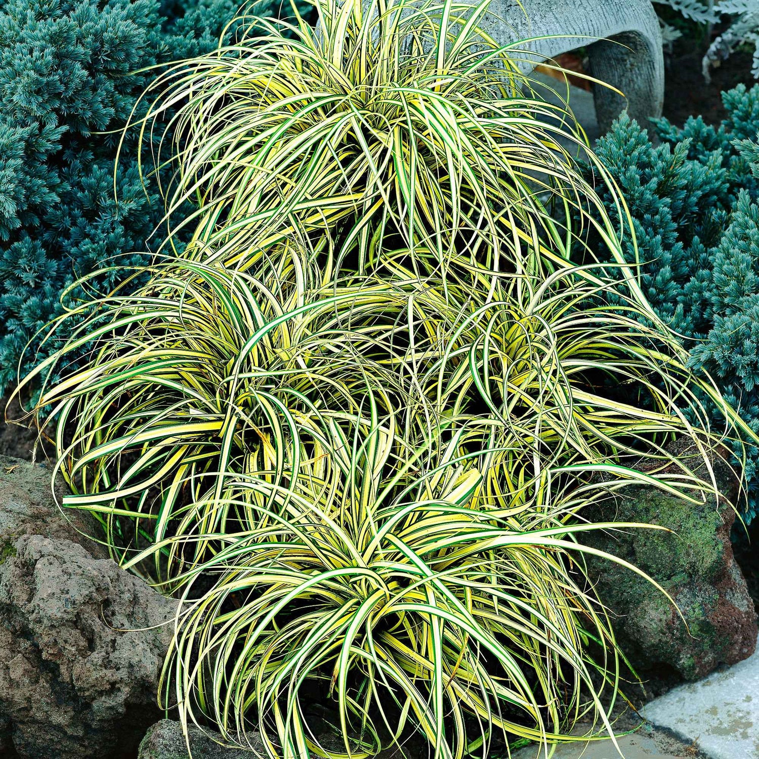 Zegge - Carex