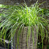 Zegge 'Evergold' - Carex oshimensis evergold - Heesters en vaste planten