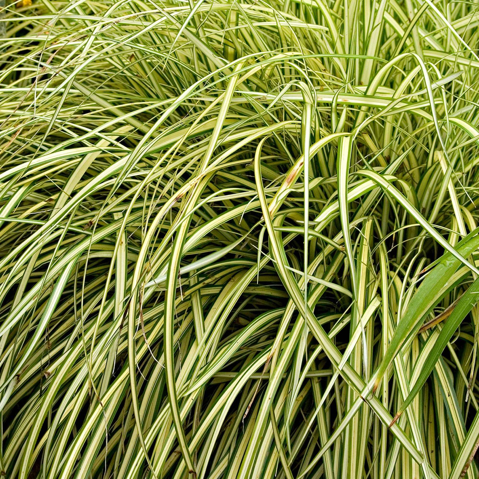 Zegge 'Evergold' - Carex oshimensis evergold - Siergrassen