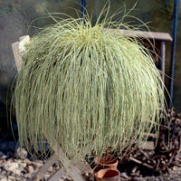 Zegge - Carex - Zegge 'Evergold' - Carex oshimensis evergold