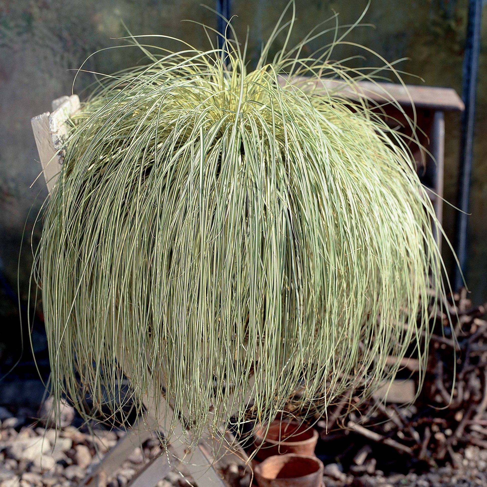 Zegge - Carex - Zegge 'Evergold' - Carex oshimensis evergold