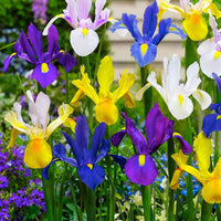Hollandse Iris Mix (x50) - Iris hollandica - Bloembollen