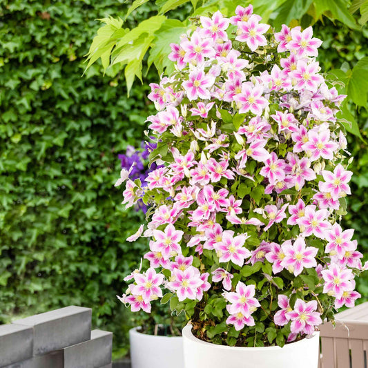 Bosrank 'Piilu' - Bakker