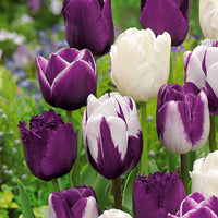 Tulp Mix (x10) - Tulipa - Bakker