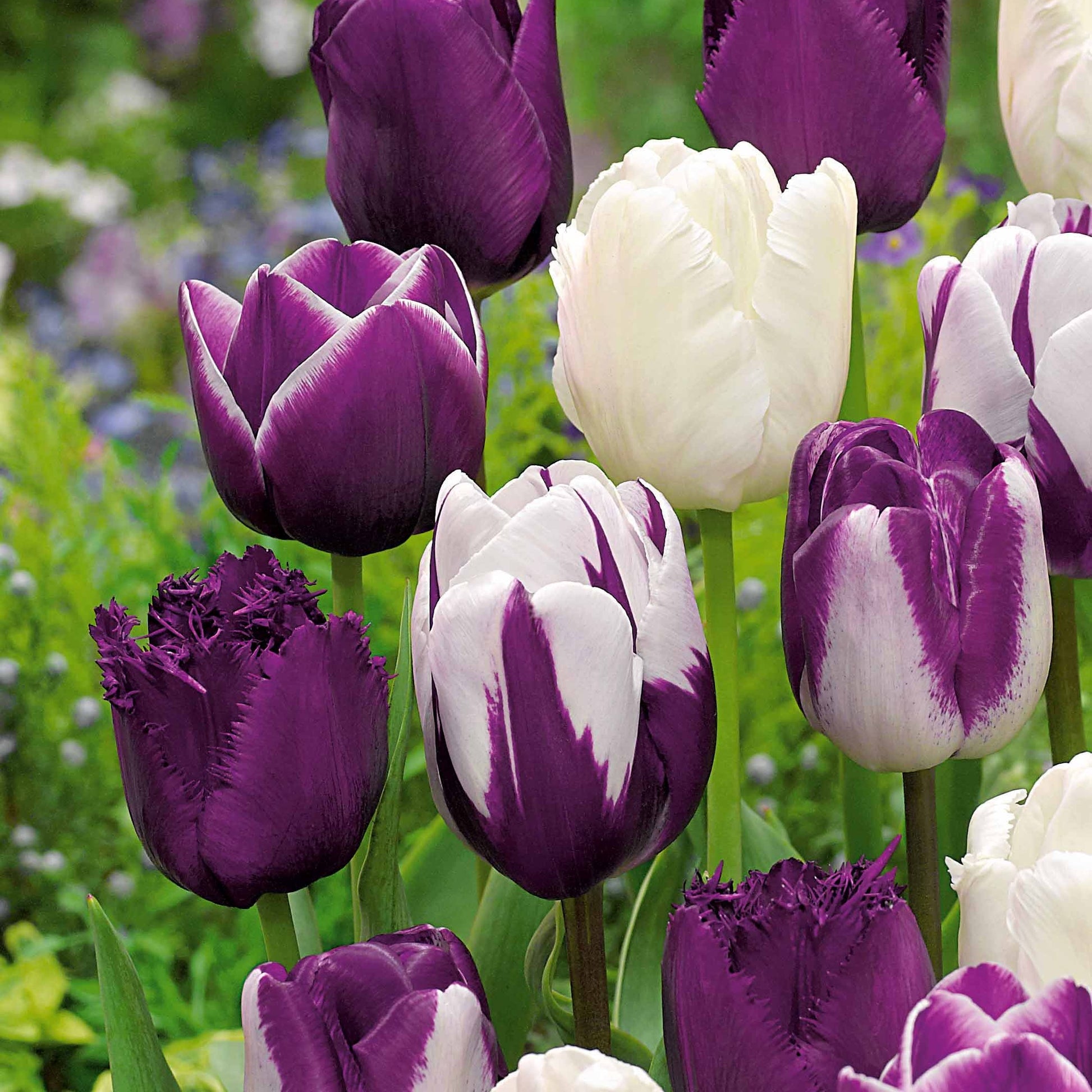 Tulp Mix (x10) - Tulipa - Bakker