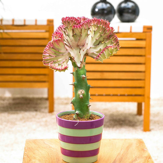Kandelaarsplant 'Cristata' - Bakker