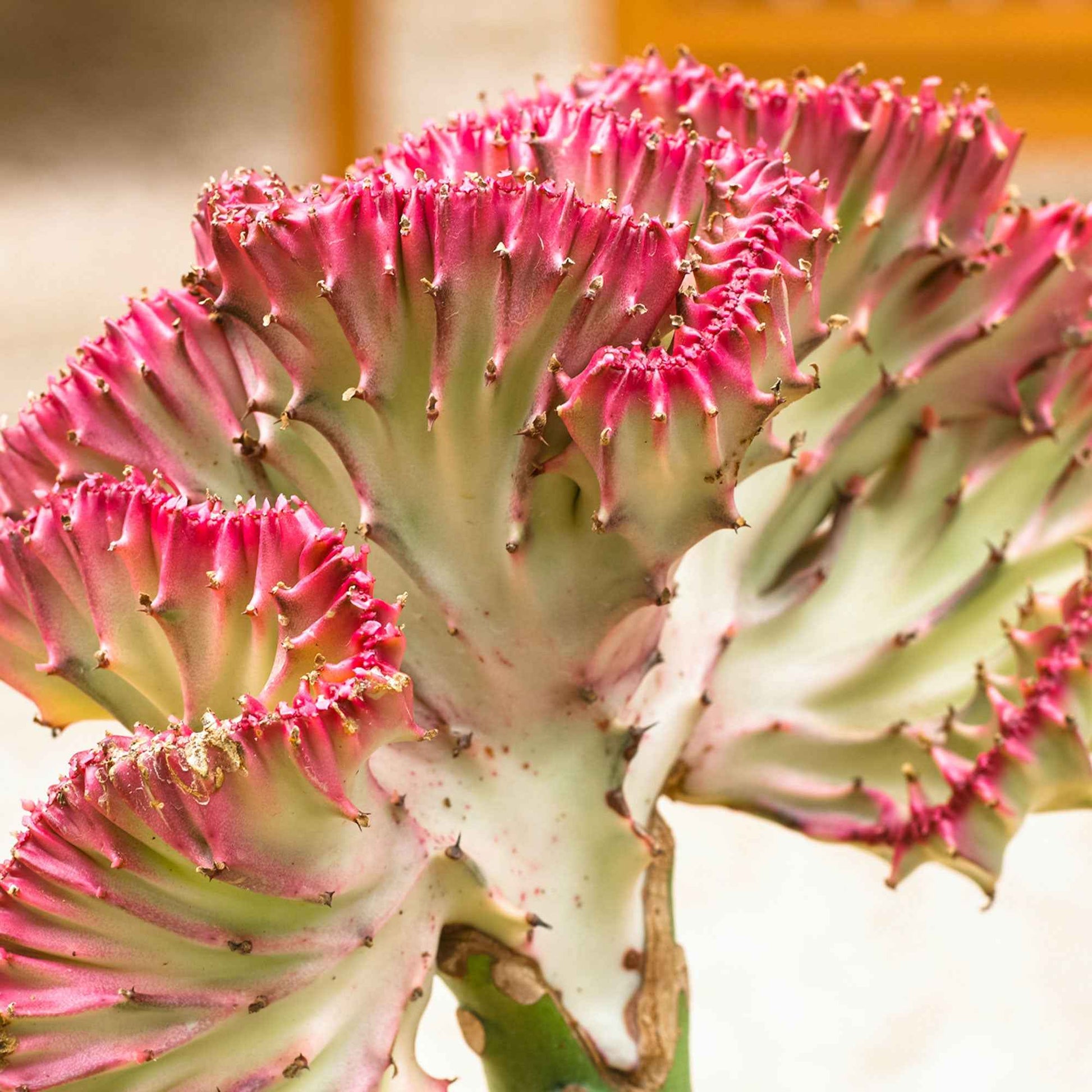 Kandelaarsplant 'Cristata' - Euphorbia lactea cristata - Cactus
