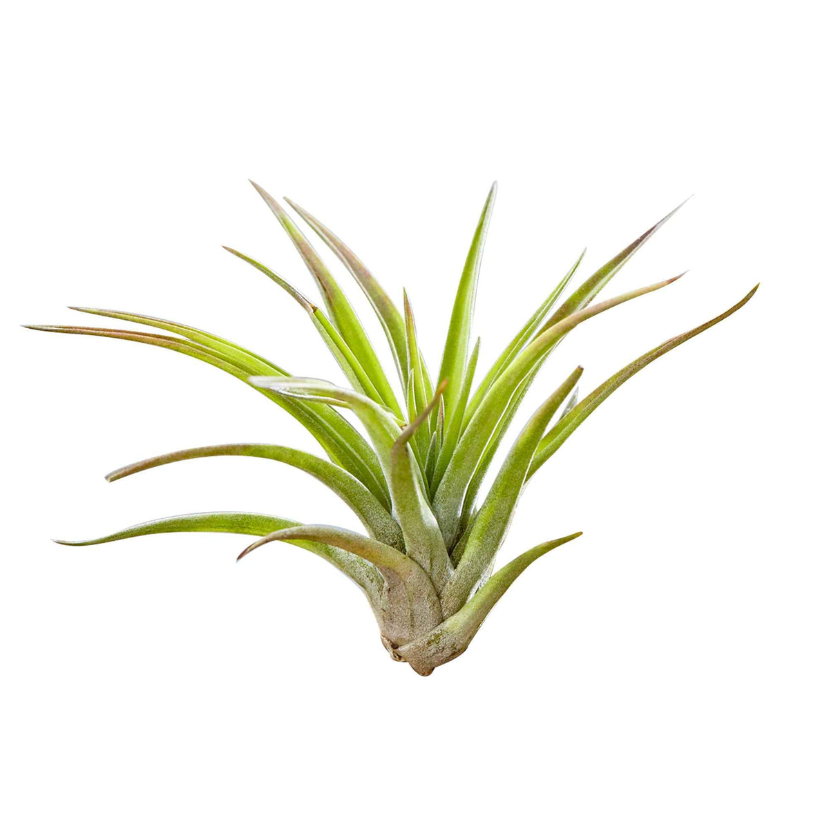 2 Tillandsia's op houtblok - Tillandsia - Bakker