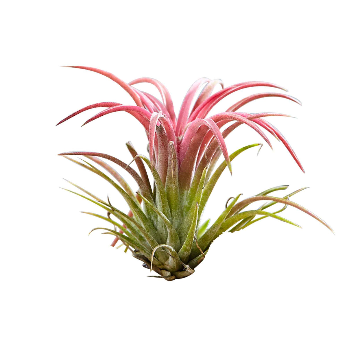 Tillandsia - 2 Tillandsia's op houtblok - Luchtplanten - Tillandsia
