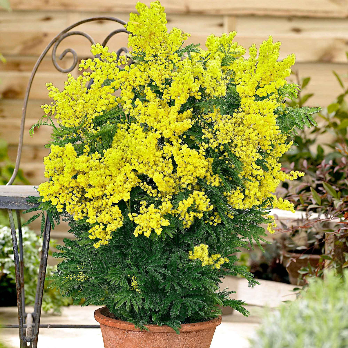 Verkoop Mimosa - Acacia dealbata