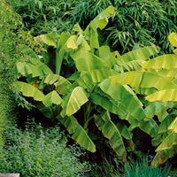 Balkon- en terrasplanten - Bananenplant Musa basjoo - Musa basjoo