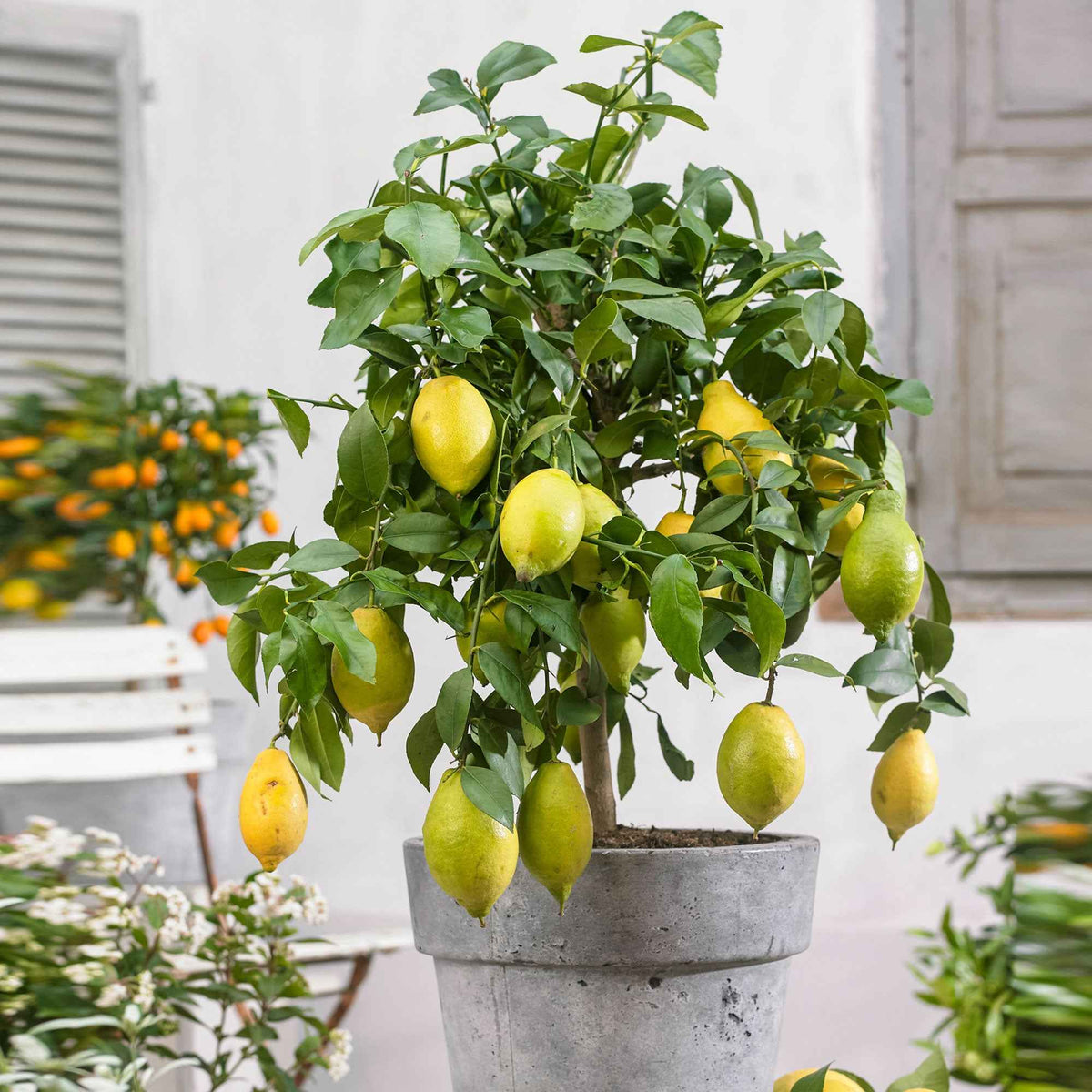 Collectie van kumquat- en citroenbomen (x2) - Citrus lemon vulcan + fortunella - Bakker