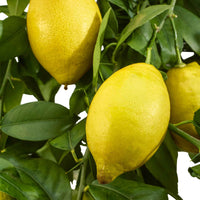 Citroenboom 'Vulcan' - Citrus limon vulcan - Fruitbomen