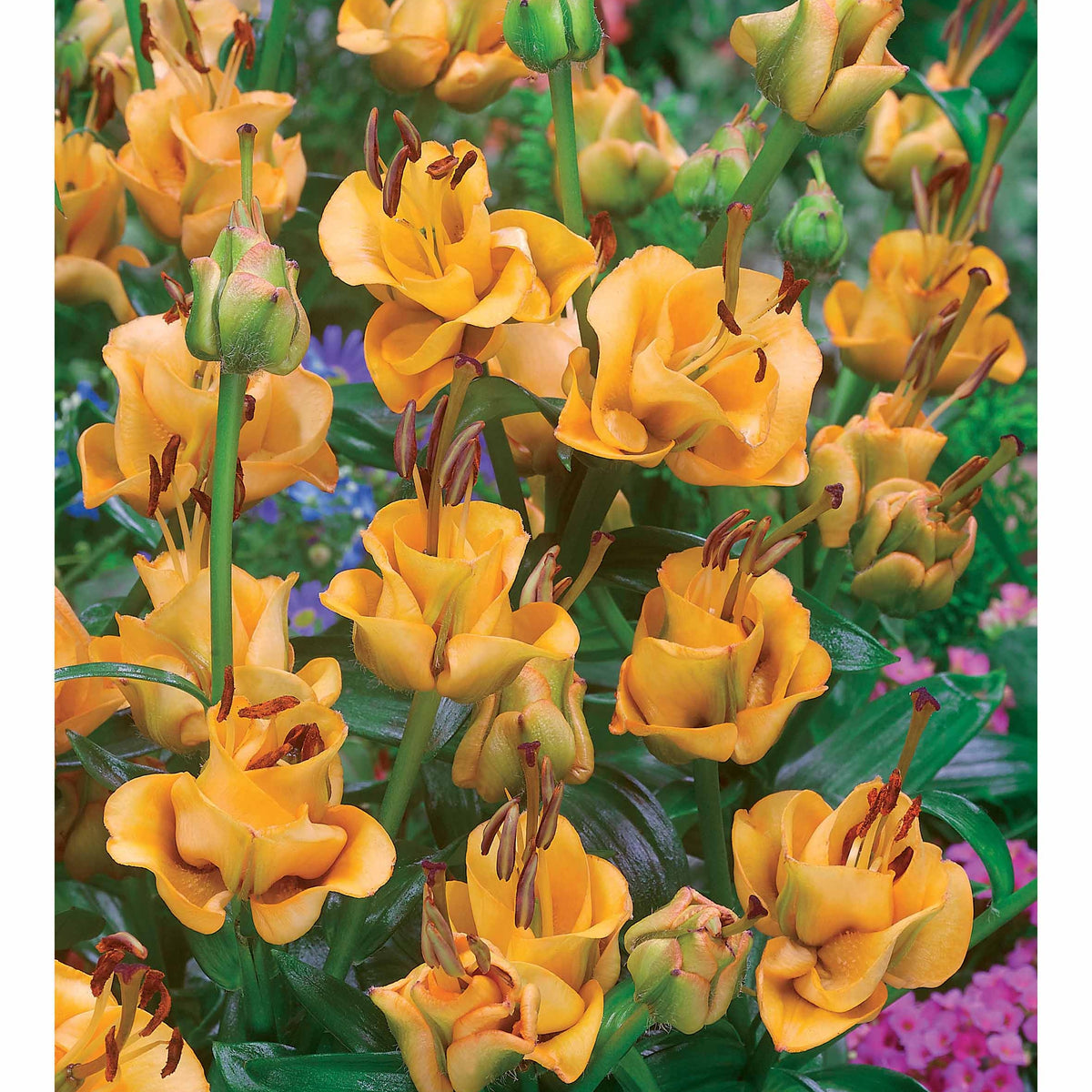 Dubbelbloemige Lelie 'Apricot Fudge' (x3) - Lilium apricot fudge - Bakker