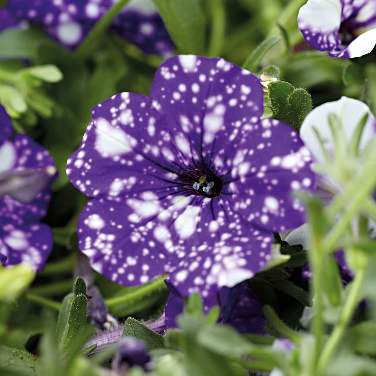 Petunia Nightsky - Petunia 'Night Sky'® (x3) - Petunia en Calibrachoa