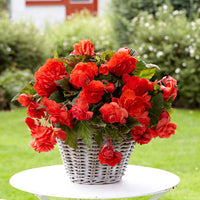 Begonia 'Red Glory' - Begonia odorata red glory - Bloembollen