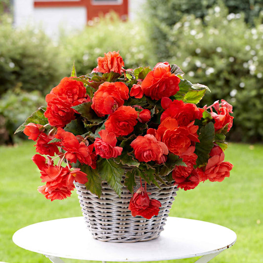 Begonia 'Red Glory' (x5) - Begonia odorata red glory - Bloembollen