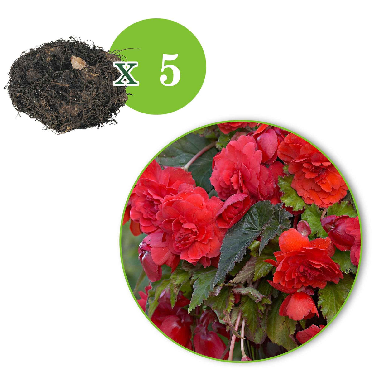 Begonia 'Red Glory' (x5) - Begonia odorata red glory - Bakker