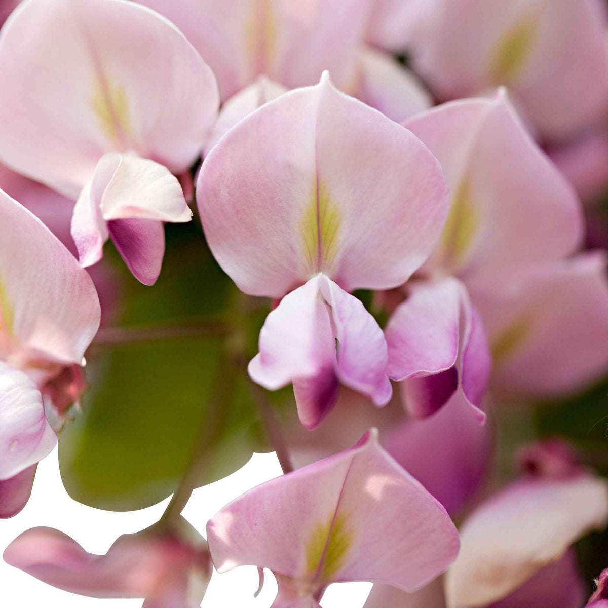 Wisteria - Blauwe regen 'Rosea' - Wisteria sinensis Rosea