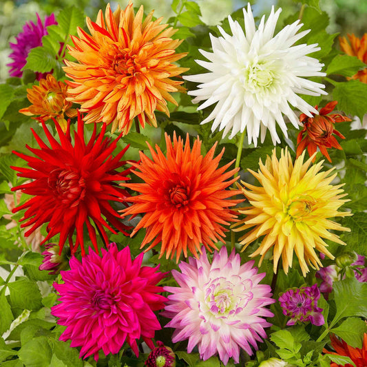 Dahlia Mix 'Cactus' (x10) - Dahlia cactus - Bloembollen