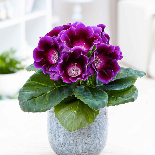 Gloxinia Sinningia speciosa Paars - Sinningia speciosa purple - Kamerplanten