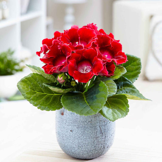 Gloxinia Sinningia speciosa Rood - Sinningia speciosa red - Kamerplanten