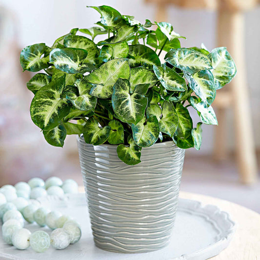 Syngonium 'Pixie'  12 cm pot - Bakker