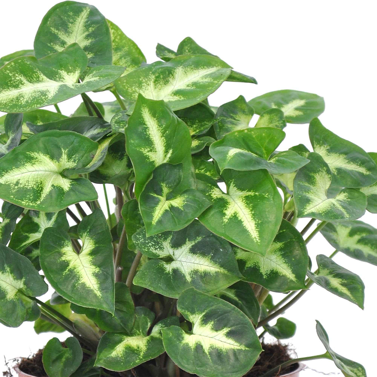 Syngonium 'Pixie'  12 cm pot - Syngonium pixie - Bakker