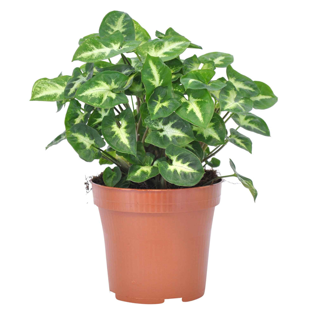 Syngonium pixie - Syngonium 'Pixie'  12 cm pot - Syngonium