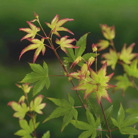 Japanse esdoorn 'Little Princess' - Acer palmatum little princess - Tuinplanten