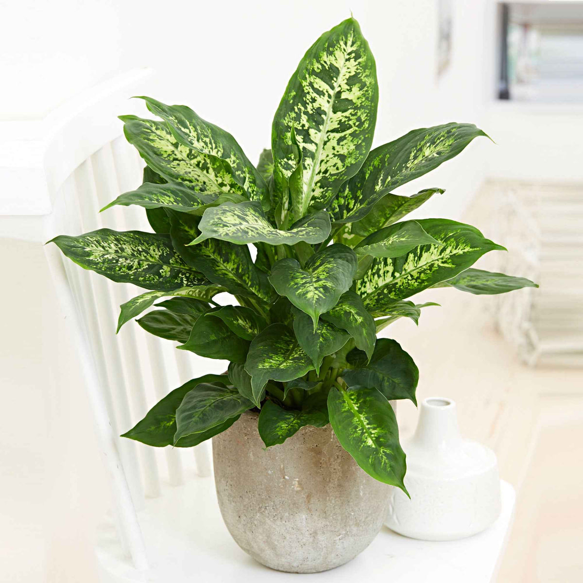 Dief van Bagdad 'Compacta' - Dieffenbachia compacta - Bakker